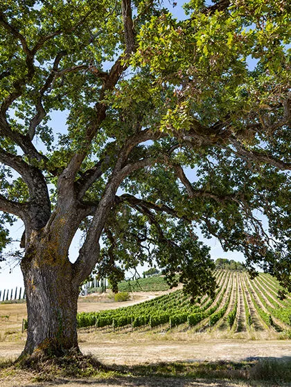 Tenuta Calimaia